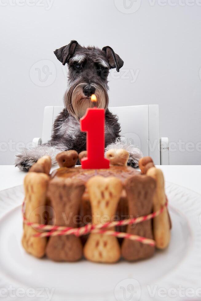 Cute purebred dog sitting on chair photo