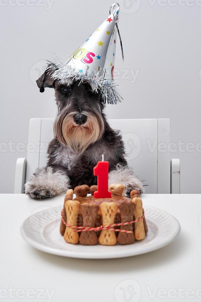Adorable dog waiting for birthday celebration photo