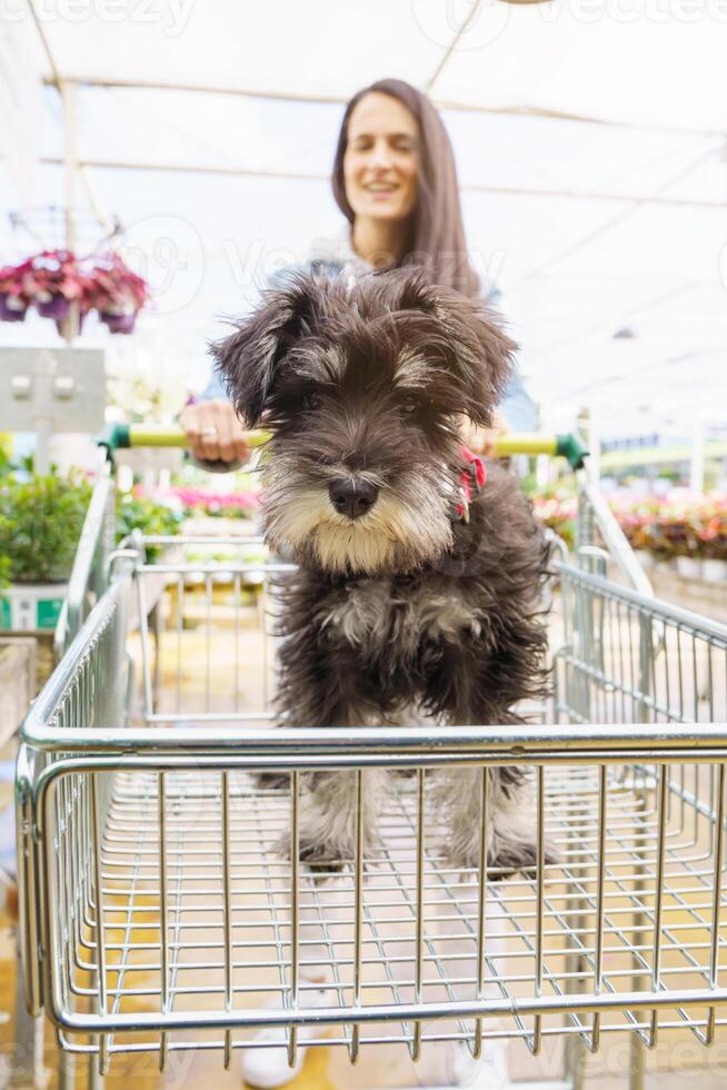 Smiling woman pulling cart with dog in it photo