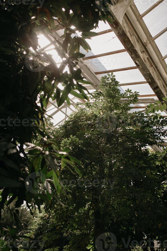 Green trees growing in hothouse photo