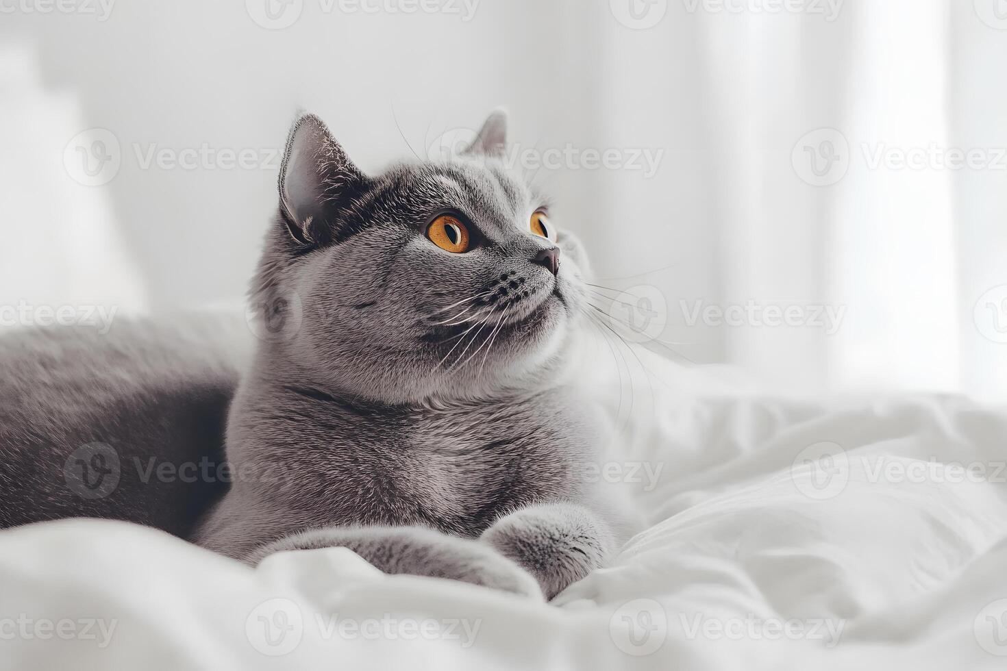 British Shorthair cat with round face showcasing calm and composed demeanor photo