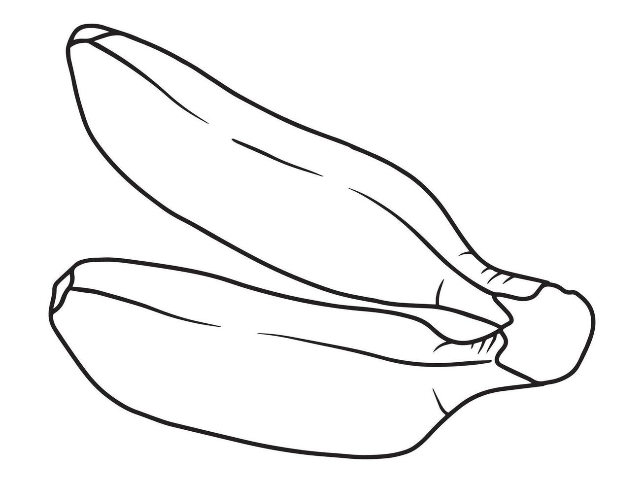 Banana Fruit Black and White vector