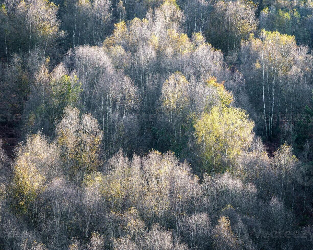 Spring awakens by filling the forests with colour photo