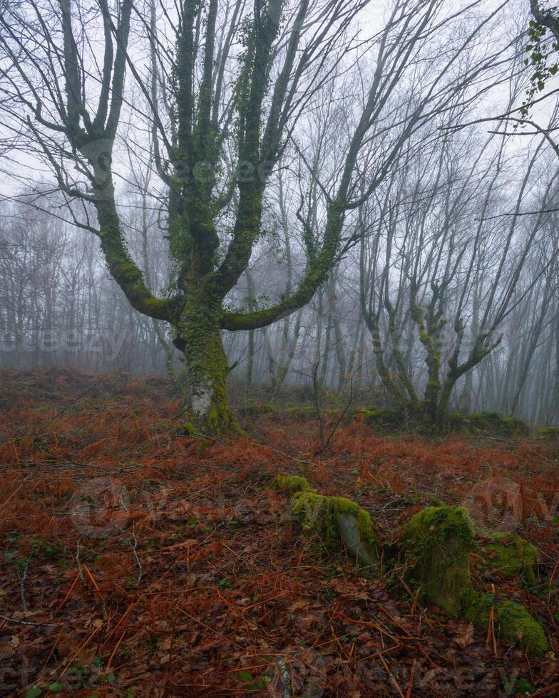 Winter view of the misty native forests near Lugo photo