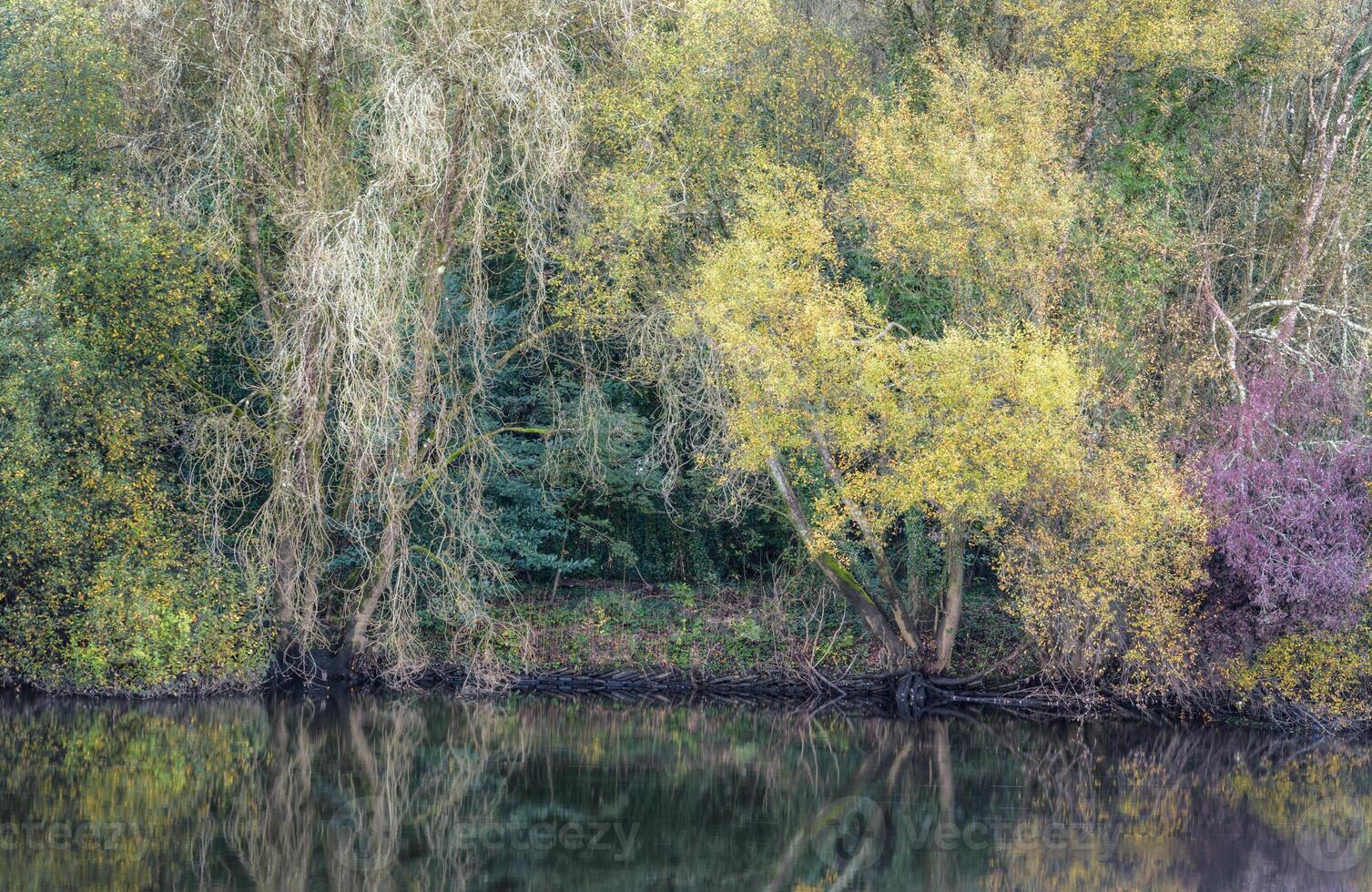 Riparian forest shows the first colors of autumn photo