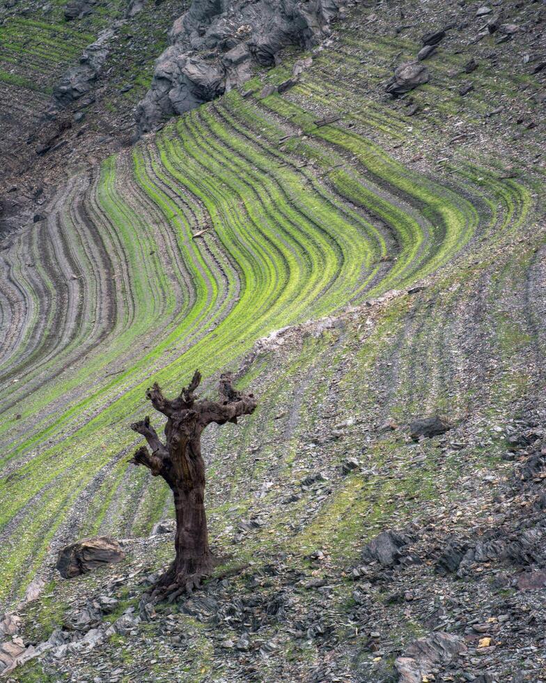 The seasonal decline of the waters of a reservoir reveals horizontal lines and petrified tree trunks photo