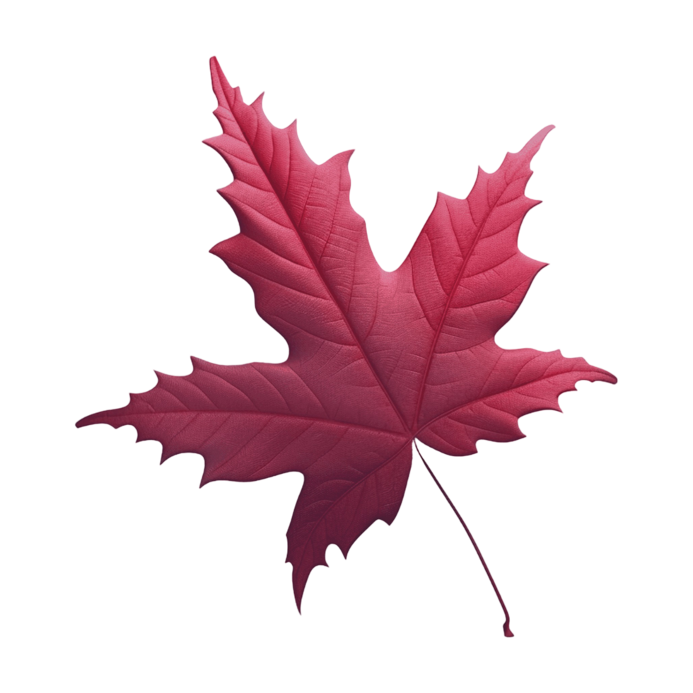 Detailed Red Maple Leaf with Delicate Stem png
