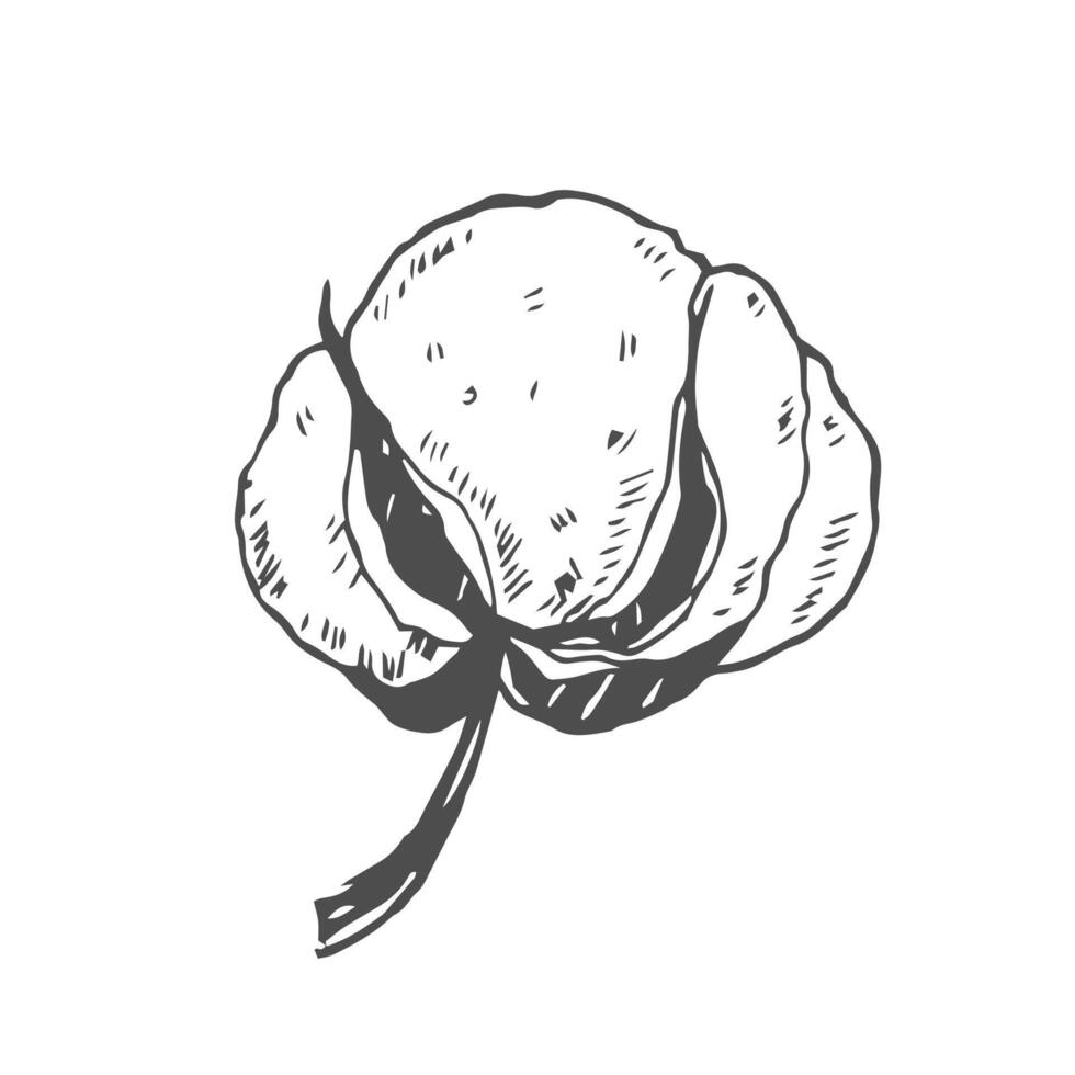 Cotton flower. botanical flower. Isolated illustration element. hand drawing wildflower for background, texture, wrapper pattern, frame or border. vector