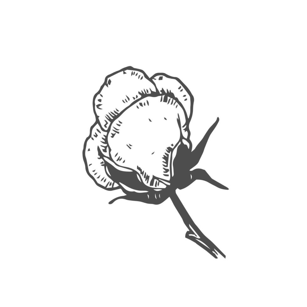 Cotton flower. Isolated illustration element. hand drawing wildflower for background, texture, wrapper pattern, frame or border. vector