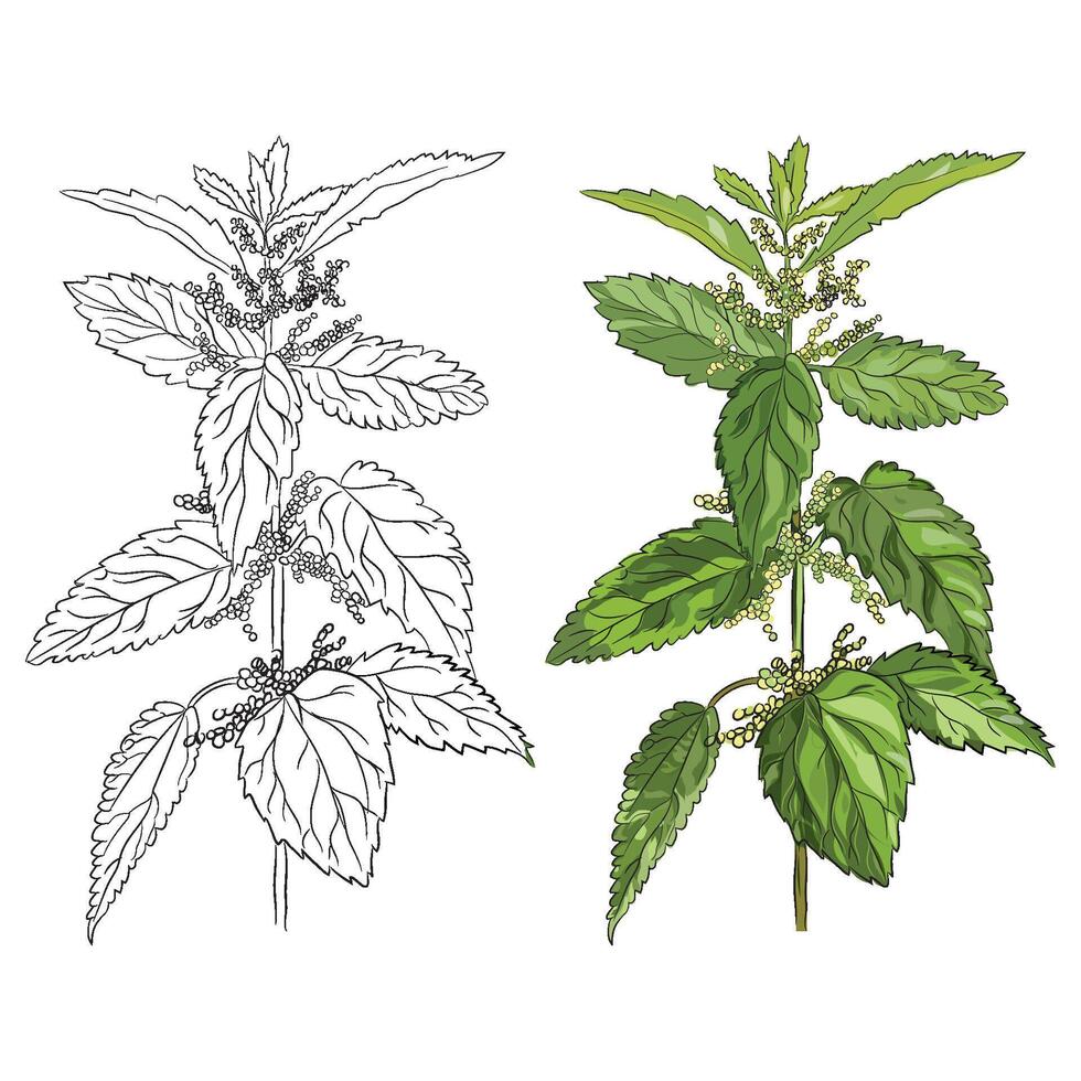 Nettle herb plant illustration vector