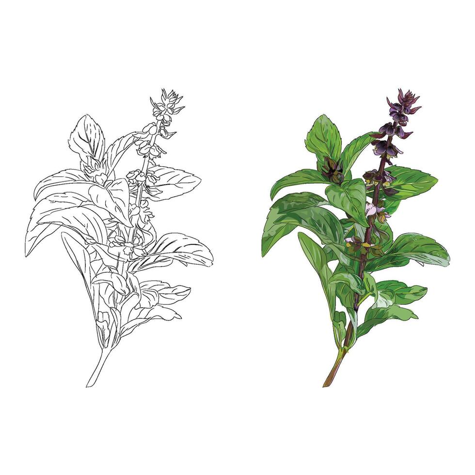Realistic hand drawing Basil seed plant illustration vector