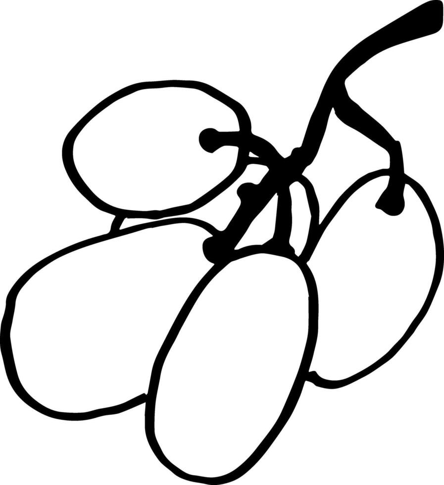 Outline white grape branch sketch hand drawn food illustration clipart vector