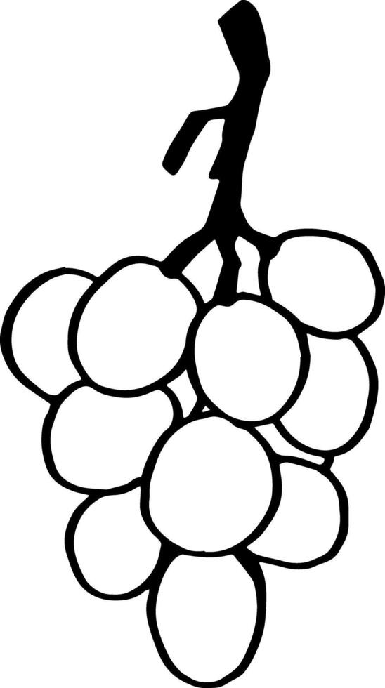 Outline ink grapes branch sketch hand drawn food illustration clipart vector