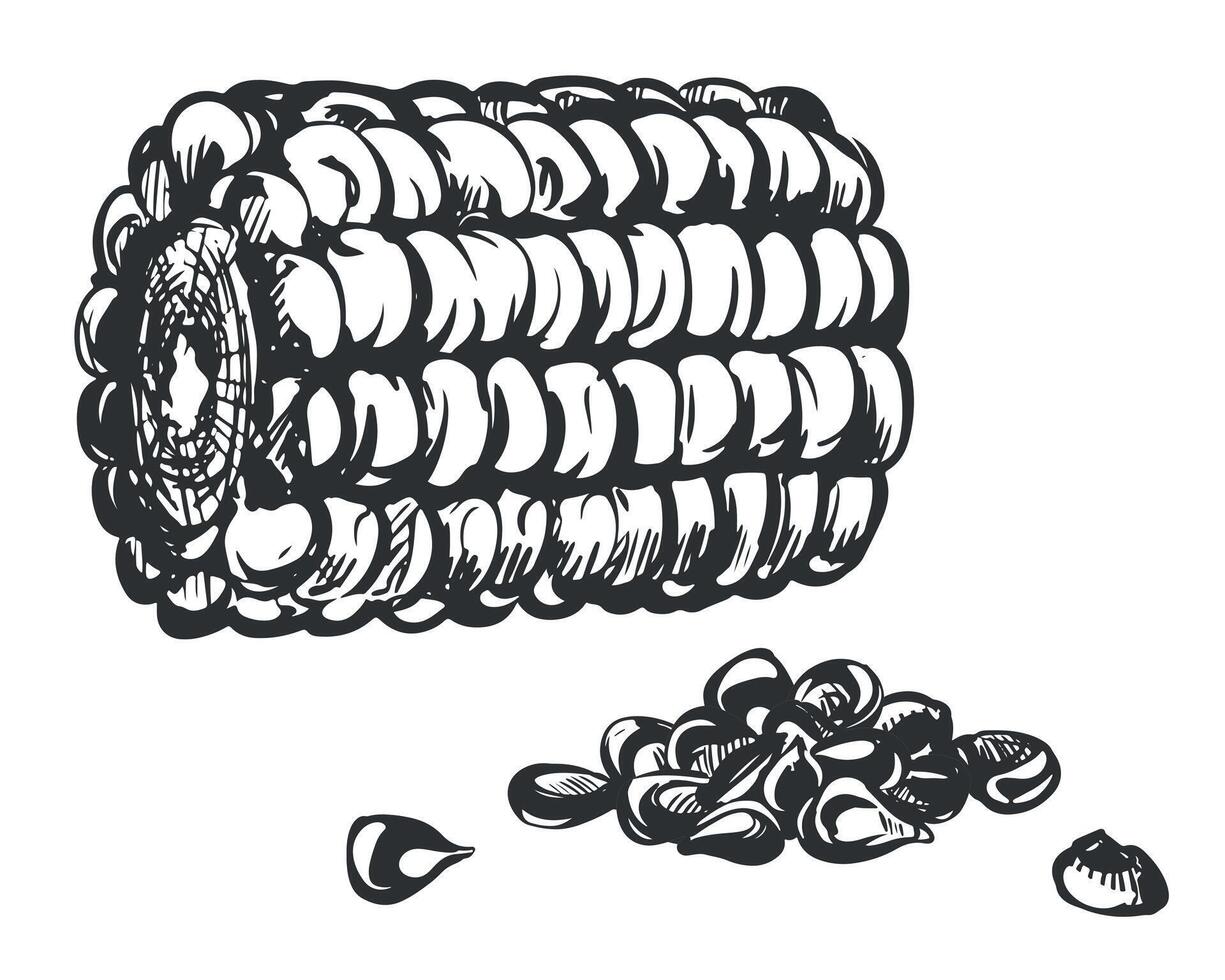 corn cobs and kernels. Linear sketch of corn lying on the table. Old drawing in retro engraving style. Hand drawn realistic ink sketch. Line drawing of popcorn. vector