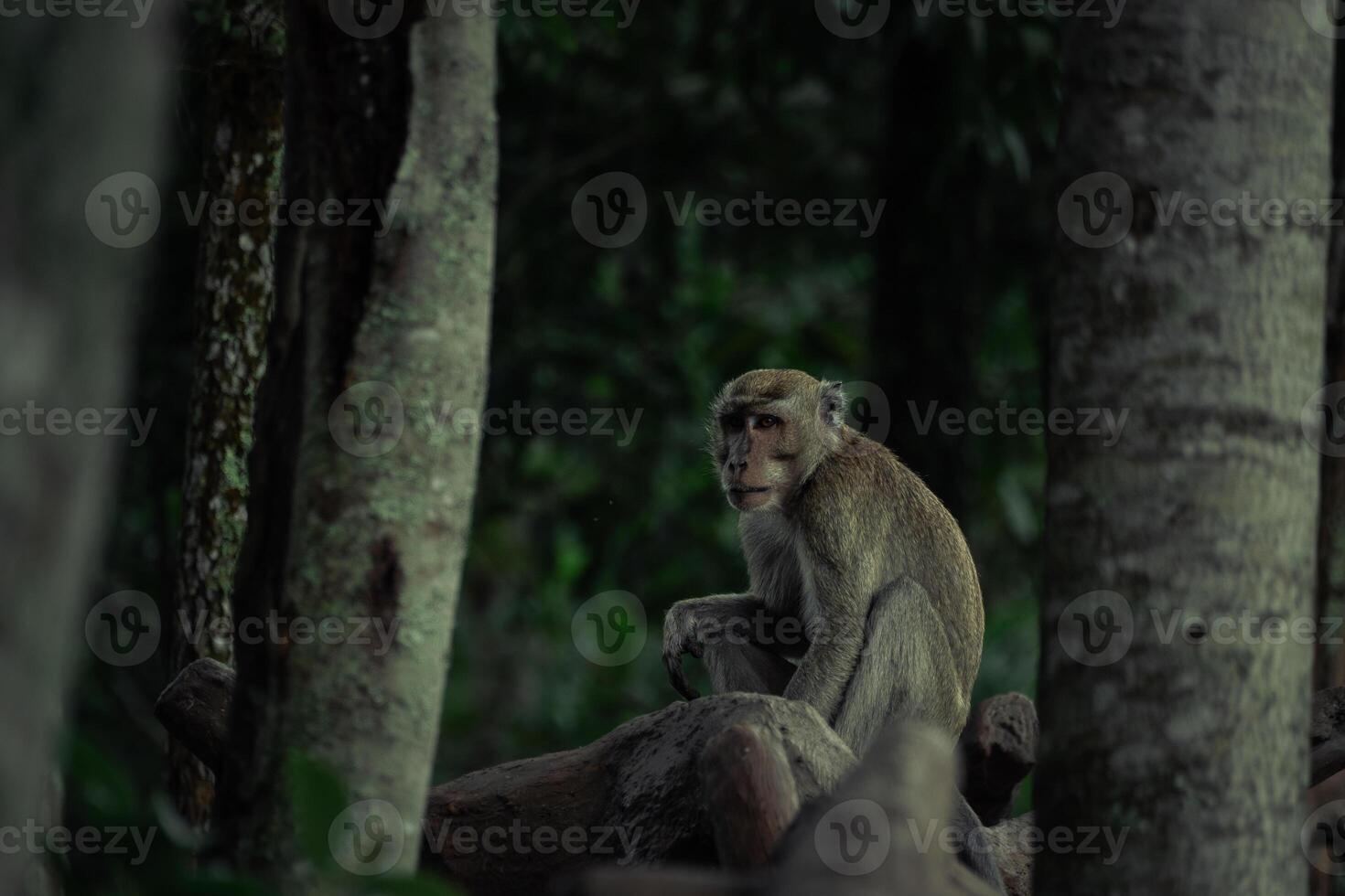lonely monkey in the forest photo