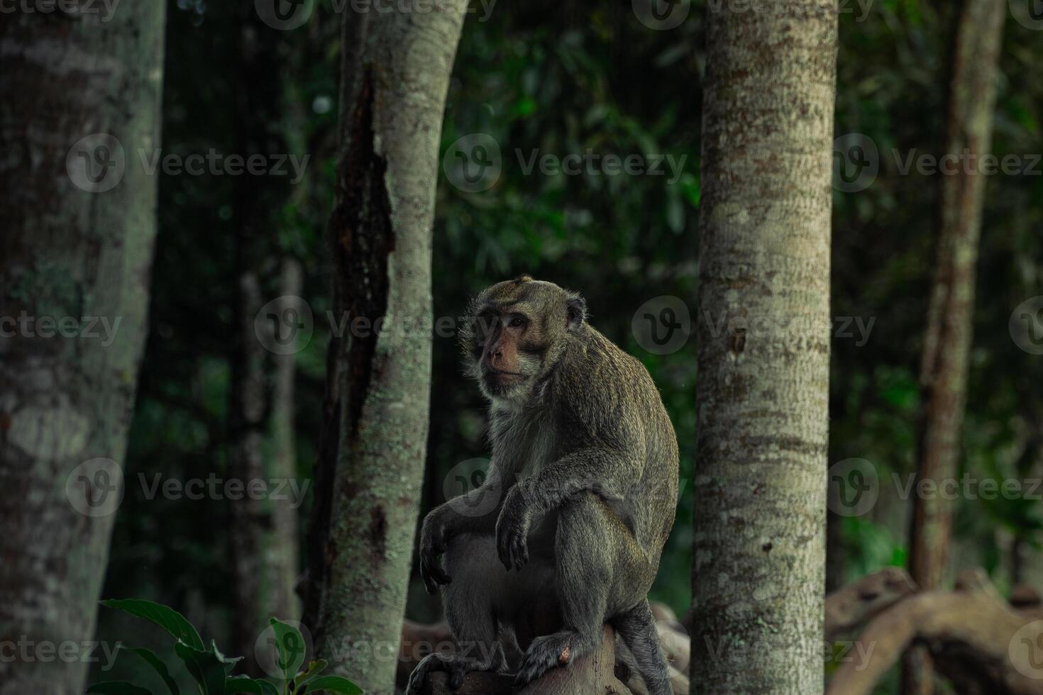 sitting monkey in the forest photo