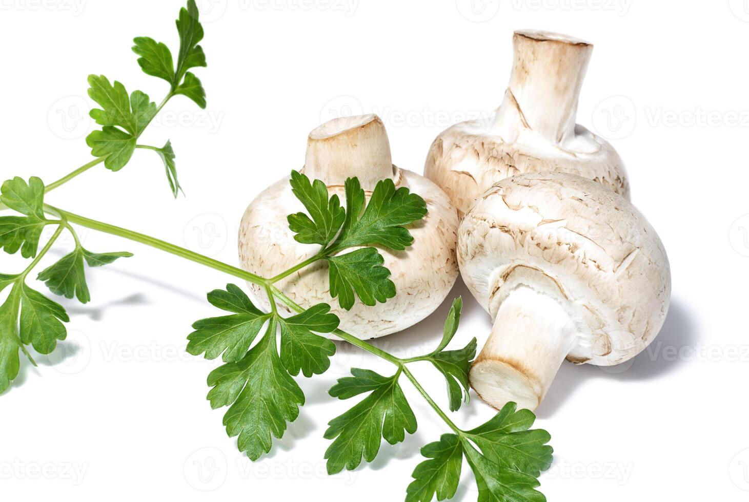 Champignon mushrooms and branch parsley photo