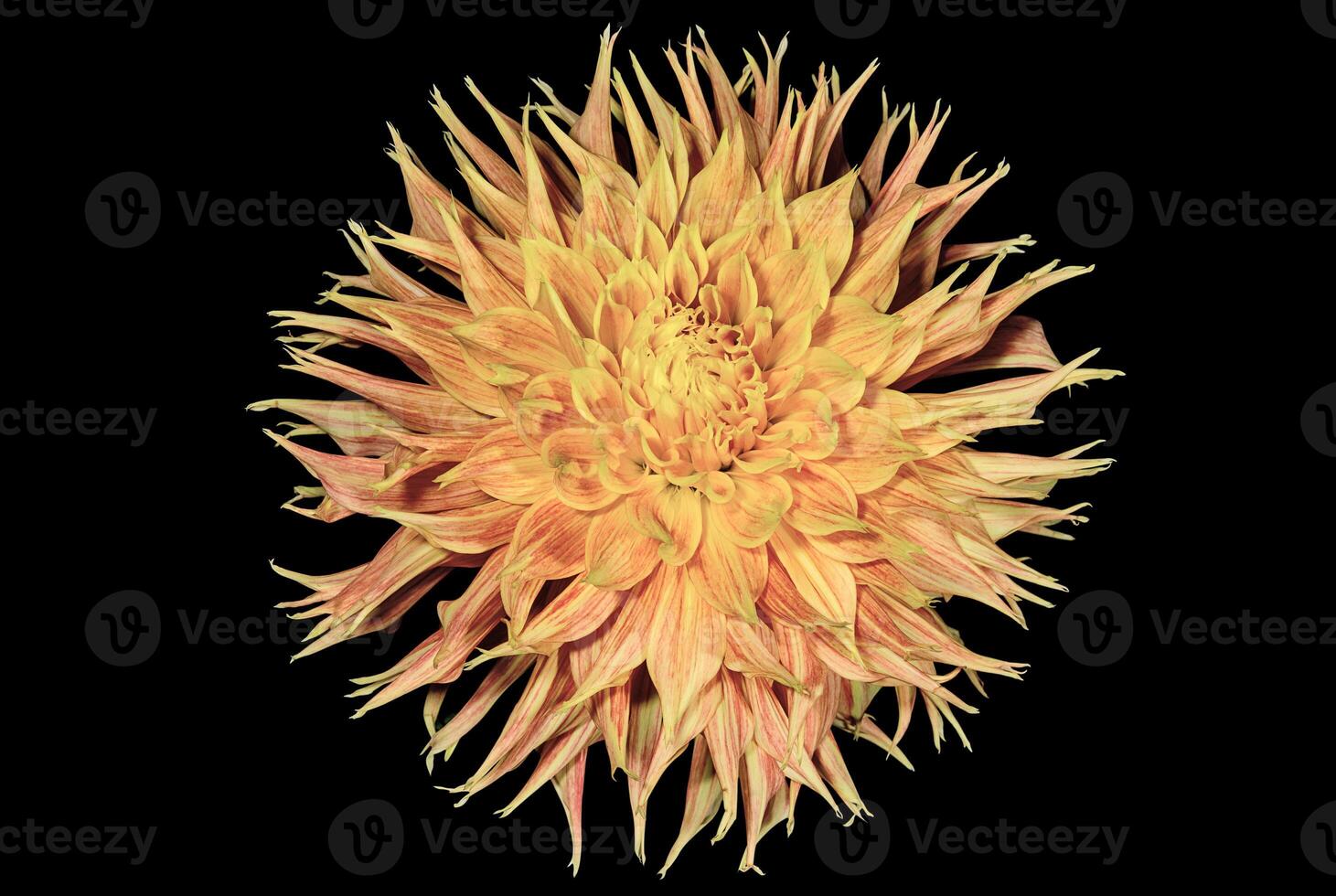 Dahlia flower close up photo