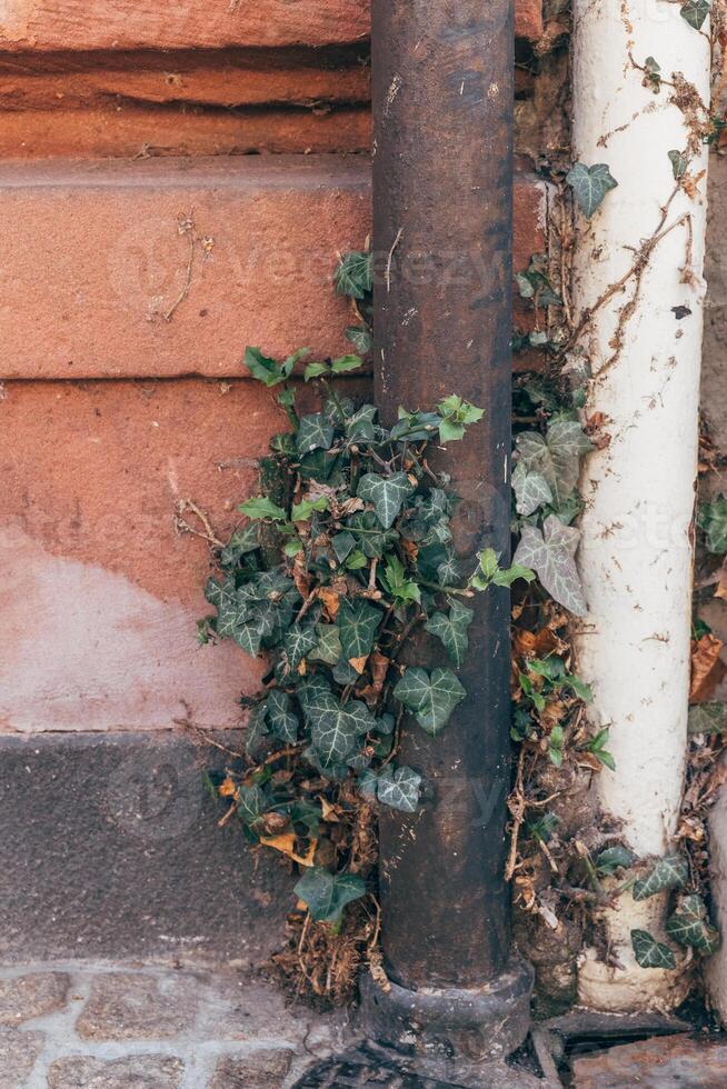 Ivy plant growing beside old metal pipes at a weathered wall in an urban setting during daylight photo