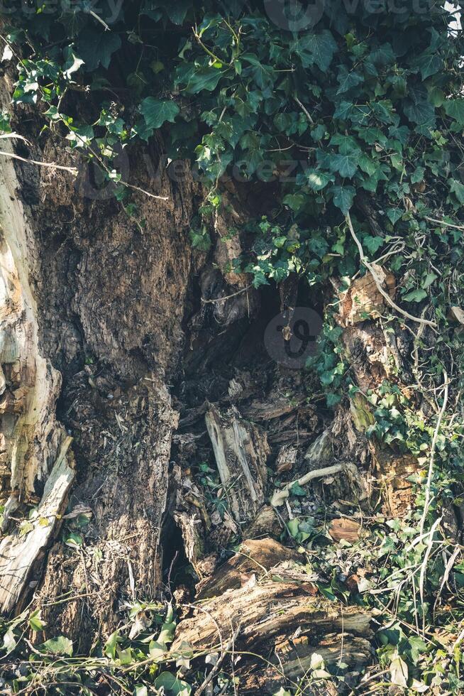 Old tree trunk partially covered with ivy in a forest during daylight hours photo