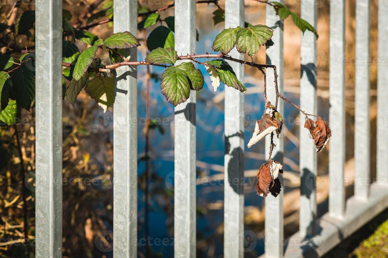 Branches of a plant intertwine with metal fencing near a tranquil body of water on a sunny day photo