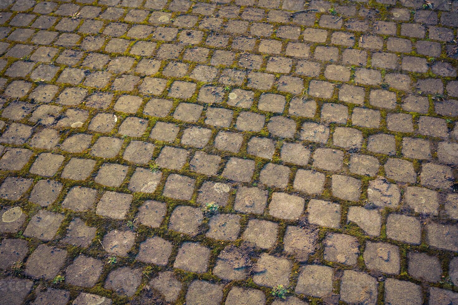 Cobblestone pathway covered in moss and dirt during early morning hours revealing nature's touch on urban surfaces photo