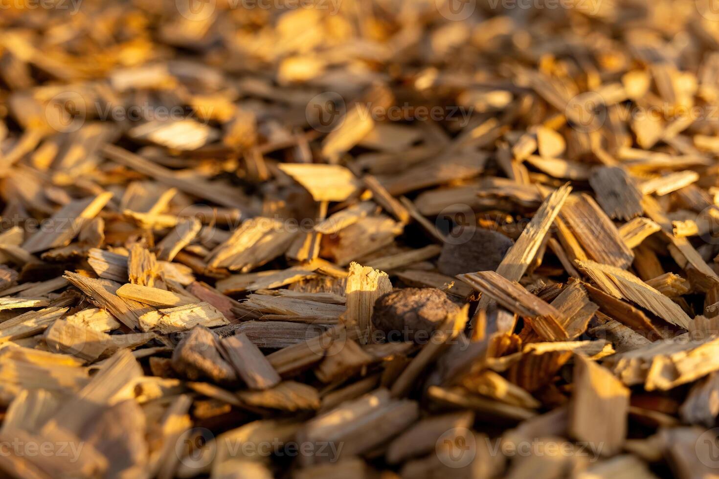 Wood chips scattered on a ground surface illuminated by warm sunlight in an outdoor environment photo