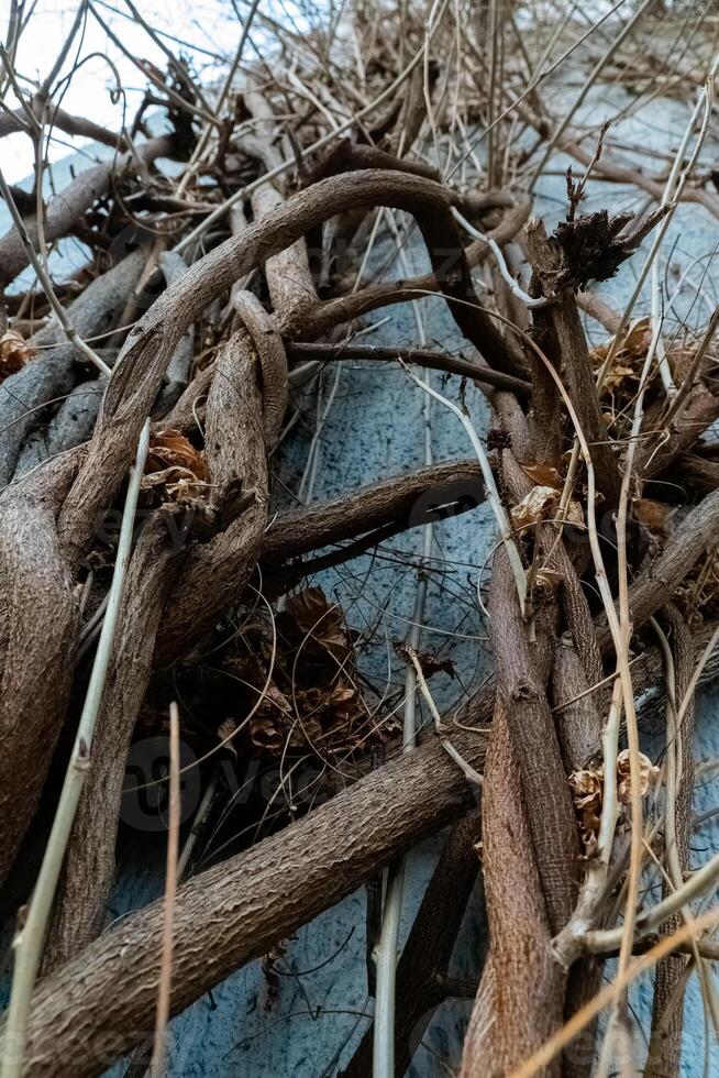 Natural vines intertwining on a blue wall create an artistic texture in an urban setting during autumn photo