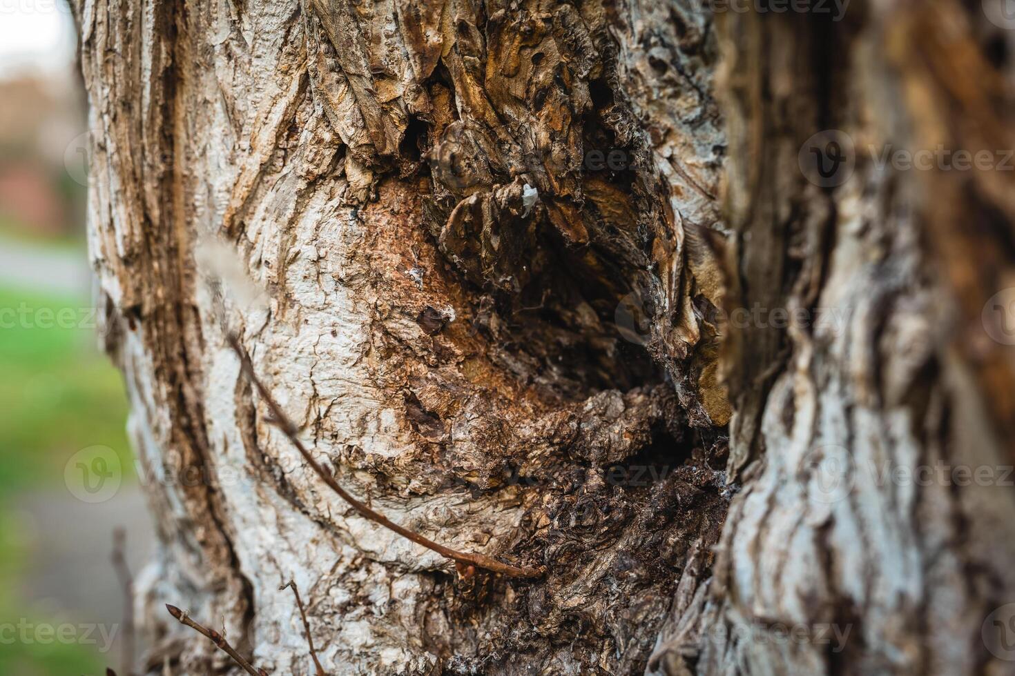 Close-up view of textured tree bark showcasing intricate patterns and natural tones in a serene outdoor setting photo