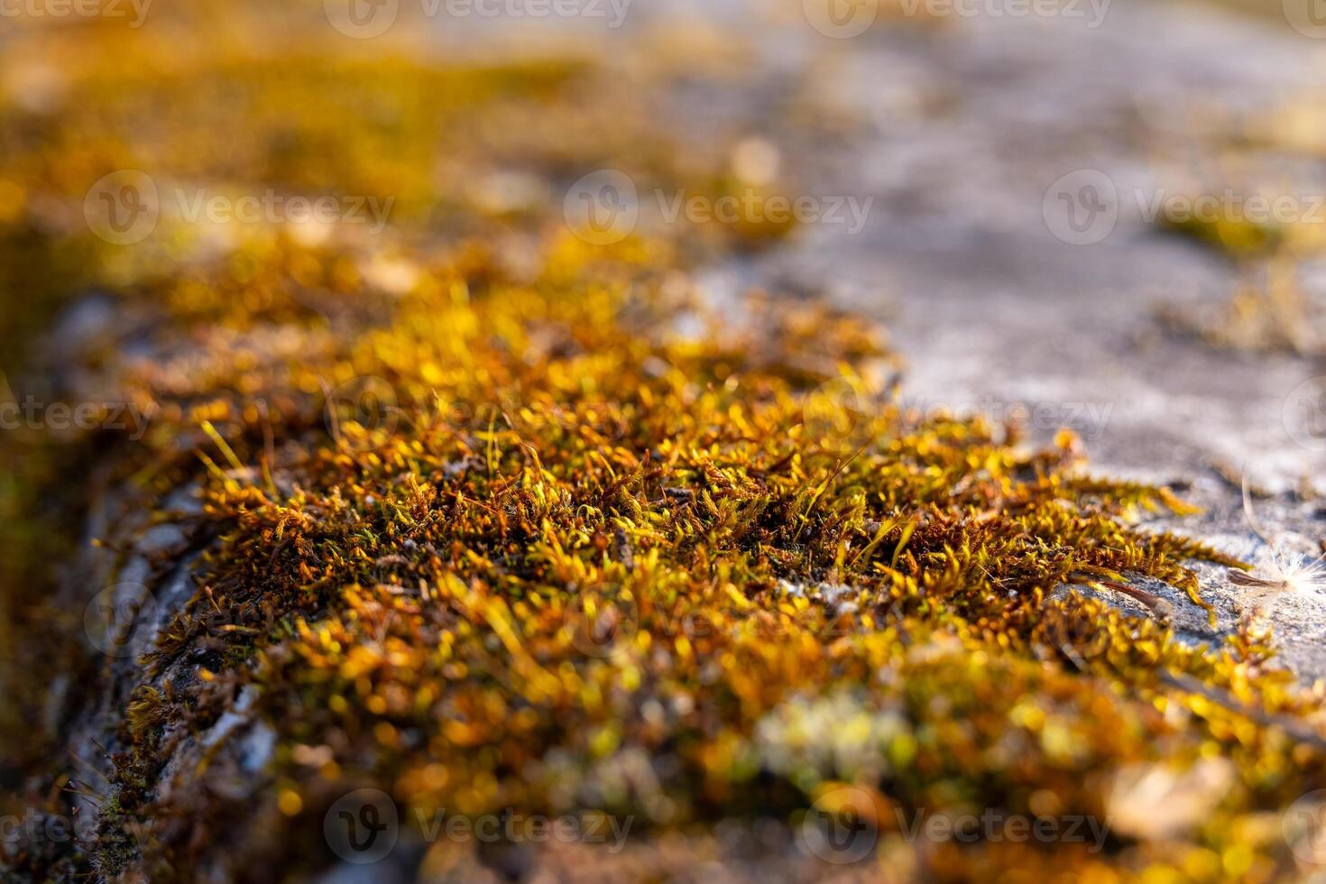 Moss covers a rock surface in a forest during the early morning light creating a rich texture and vibrant colors photo