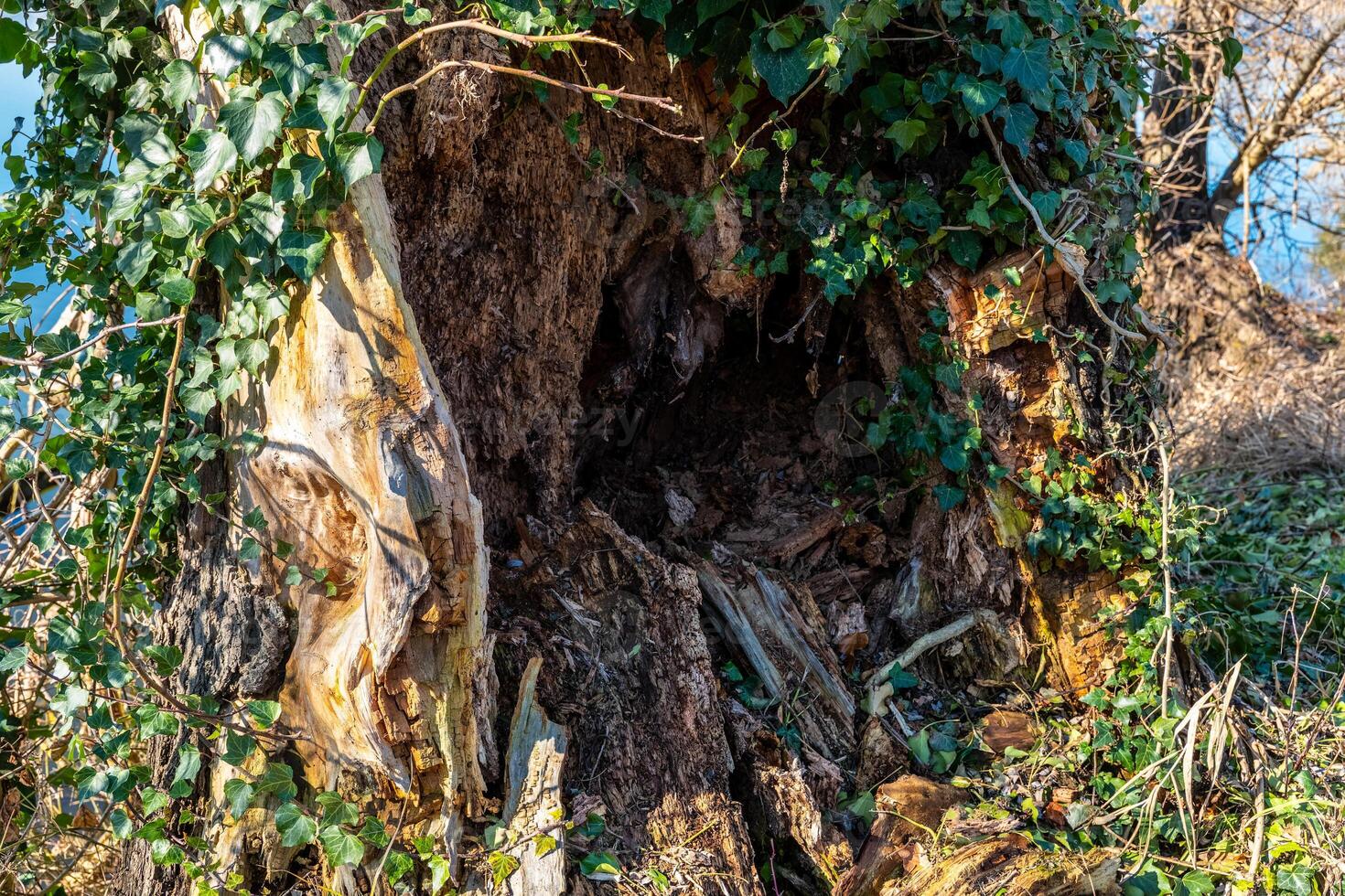 Old tree trunk hollowed out by time and nature shows signs of decay and growth in a serene outdoor setting photo