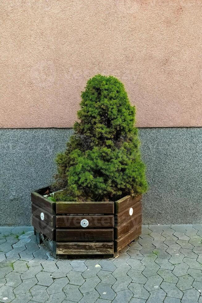 Green shrub in a wooden planter against a textured wall on a sunny day in an urban setting photo