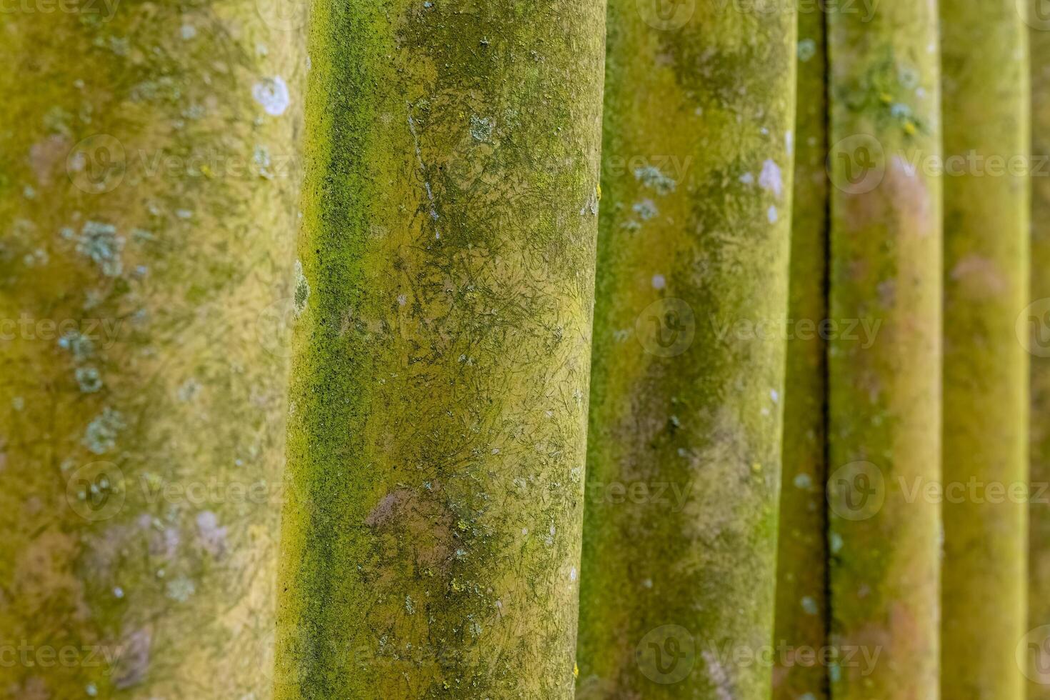 Textures of moss on ancient stone columns in a forgotten garden at dusk photo