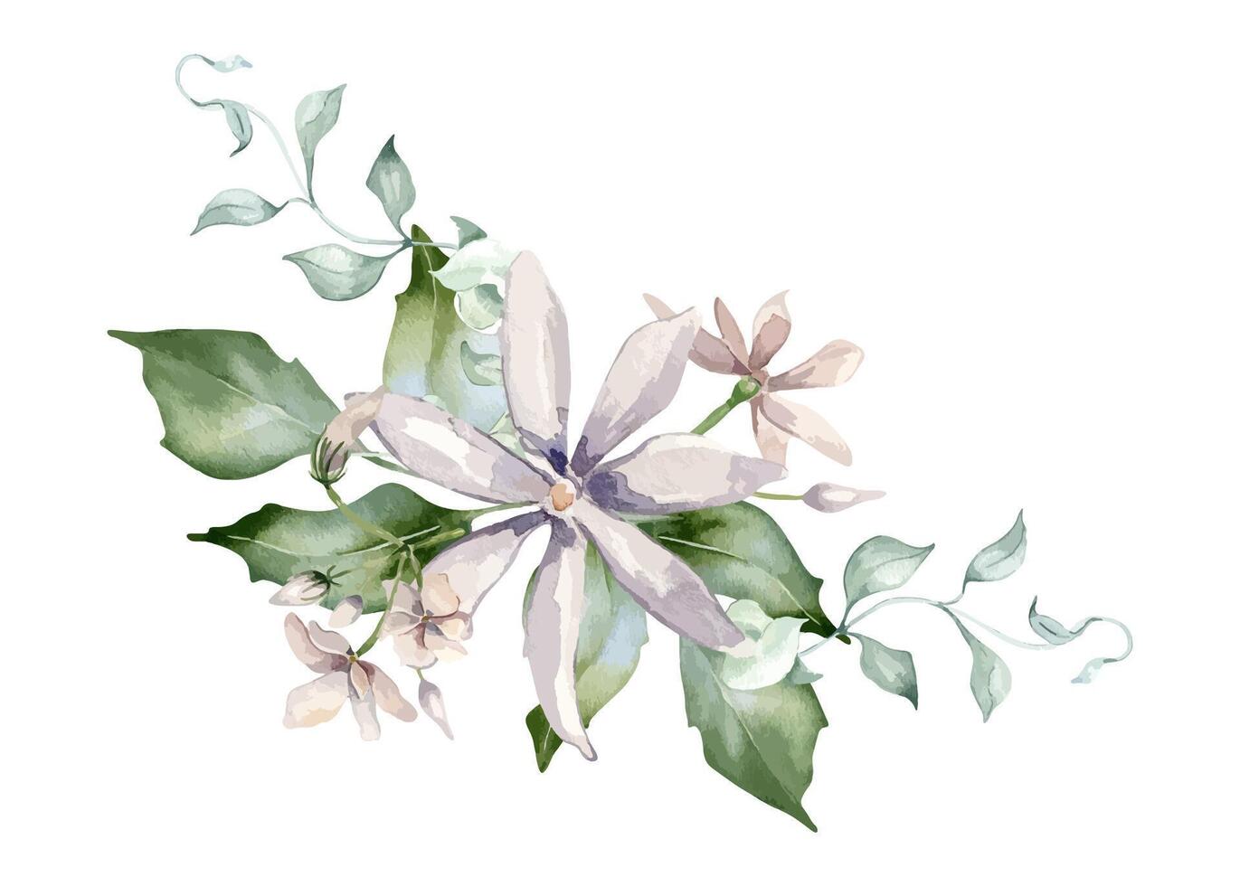 Jasmine soft pink, leaves and vine watercolor illustration isolated. Flowers arrangement botanical style hand drawn. Blooms of jasmine and foliate plants painted for design label, package, wedding. vector