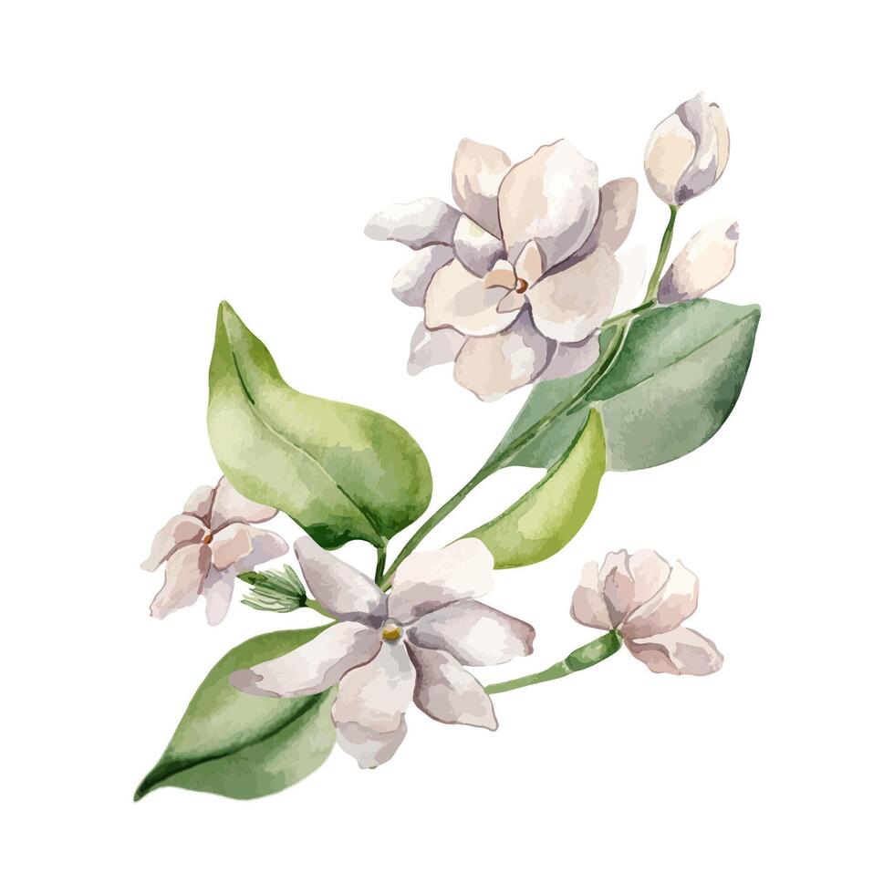Jasmine sambac plant watercolor illustration isolated on white. White flower botanical style hand drawn. Flowers of jasmine on stems and leaves painted for design label, package cosmetic, herbal tea. vector