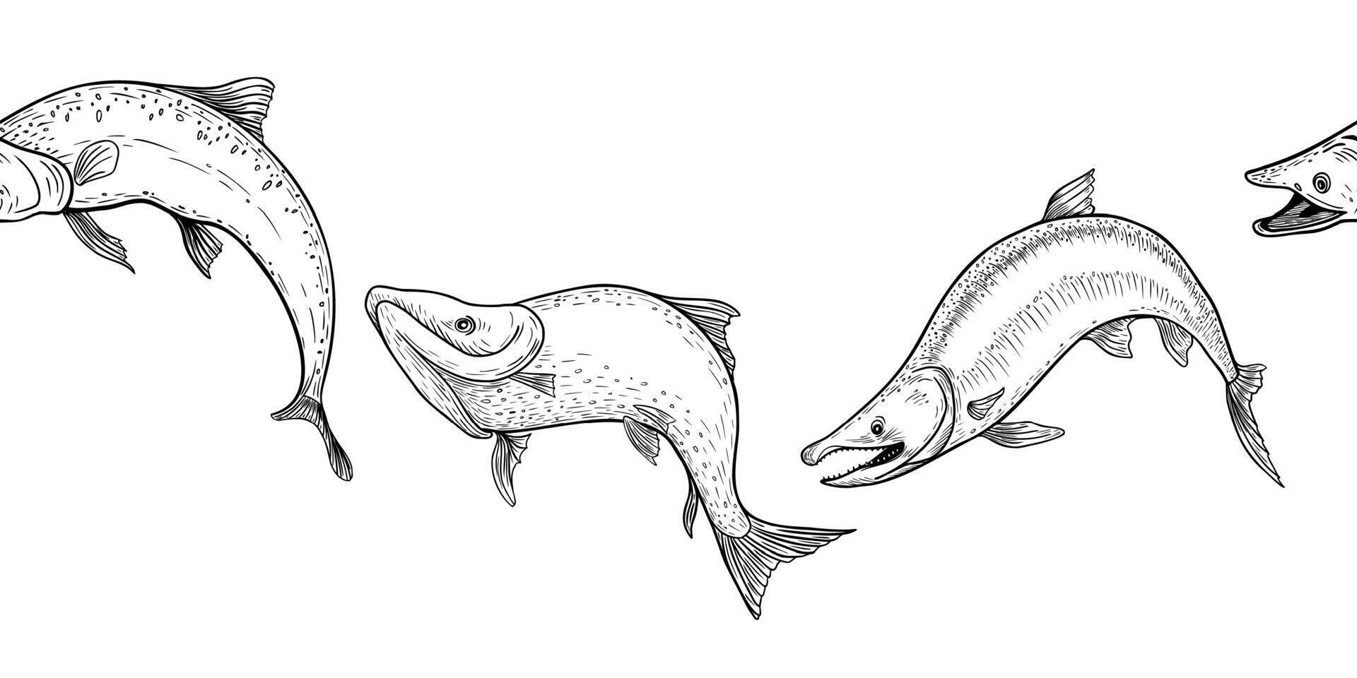 Trout black white seamless border. Salmon monochrome sketch hand drawn. Nerka sea fish painted engraving on repeat background. Variety sockeye in graphic set for package, label, sign board. vector
