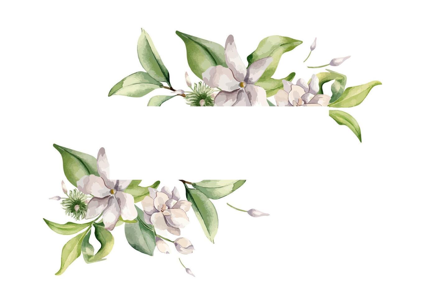 Jasmine blooms frame in watercolor illustration isolated. White flower border botanical style hand drawn. Flowers of jasmine on stems and leaves painted for design label, package tea, invitation. vector