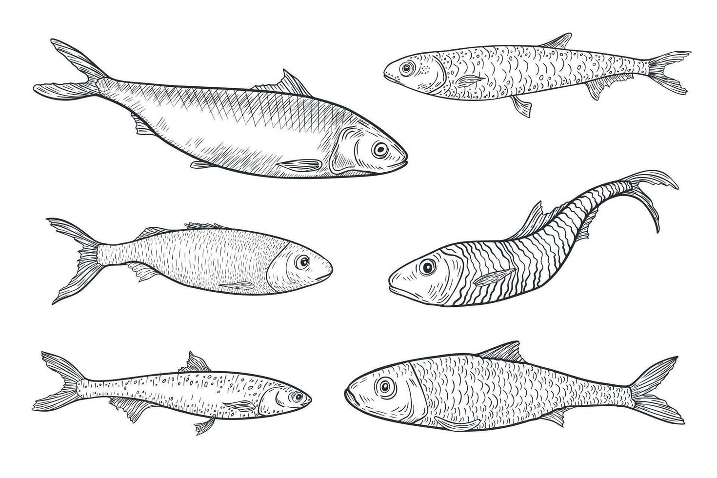 Sardine black white ink sketch. Monochrome fish set illustration as sprat, herring, and anchovy by engraving hand drawn. Variety Sea fishes ink drawing for logos, packaging, and marine design. vector