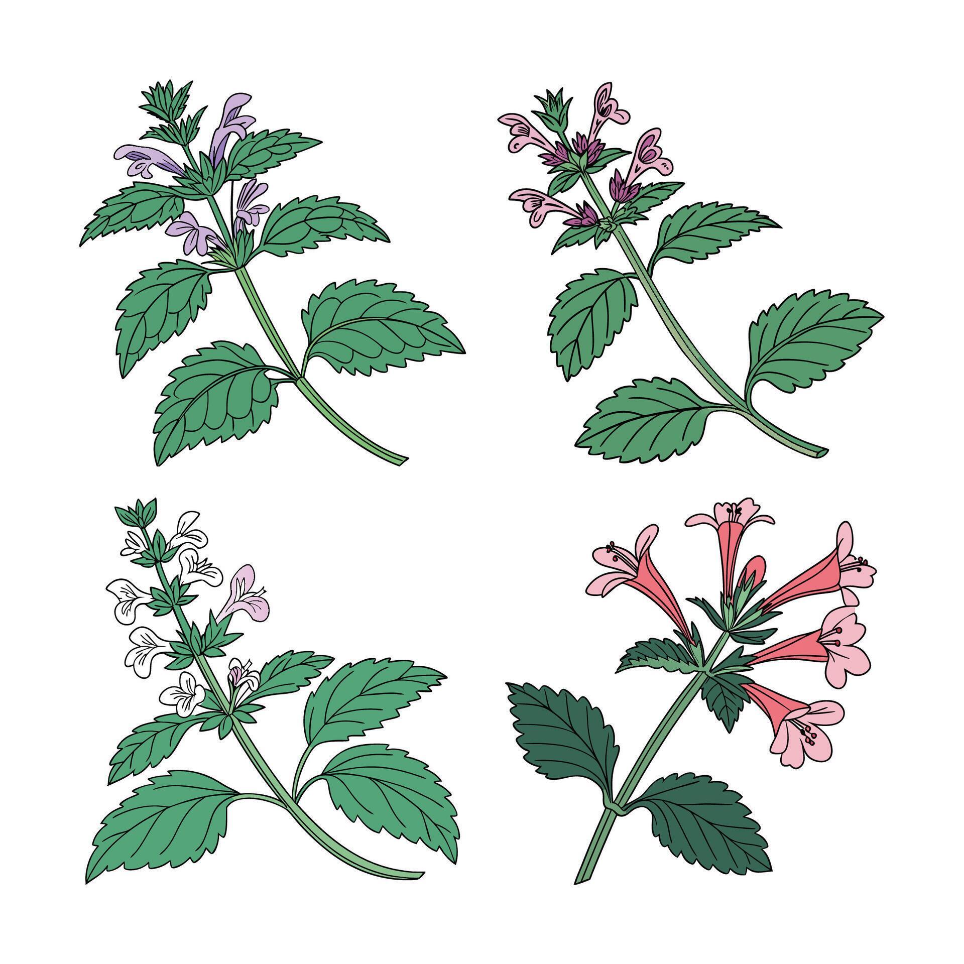 Set of Charming Catnip Flower Realistic Artwork. Illustration of flower ... image.