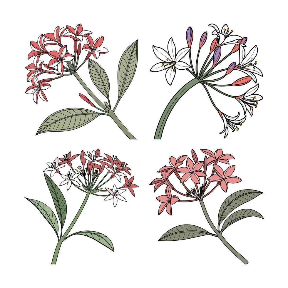 Set of Charming Egyptian Star Cluster Flower Artwork. Illustration of