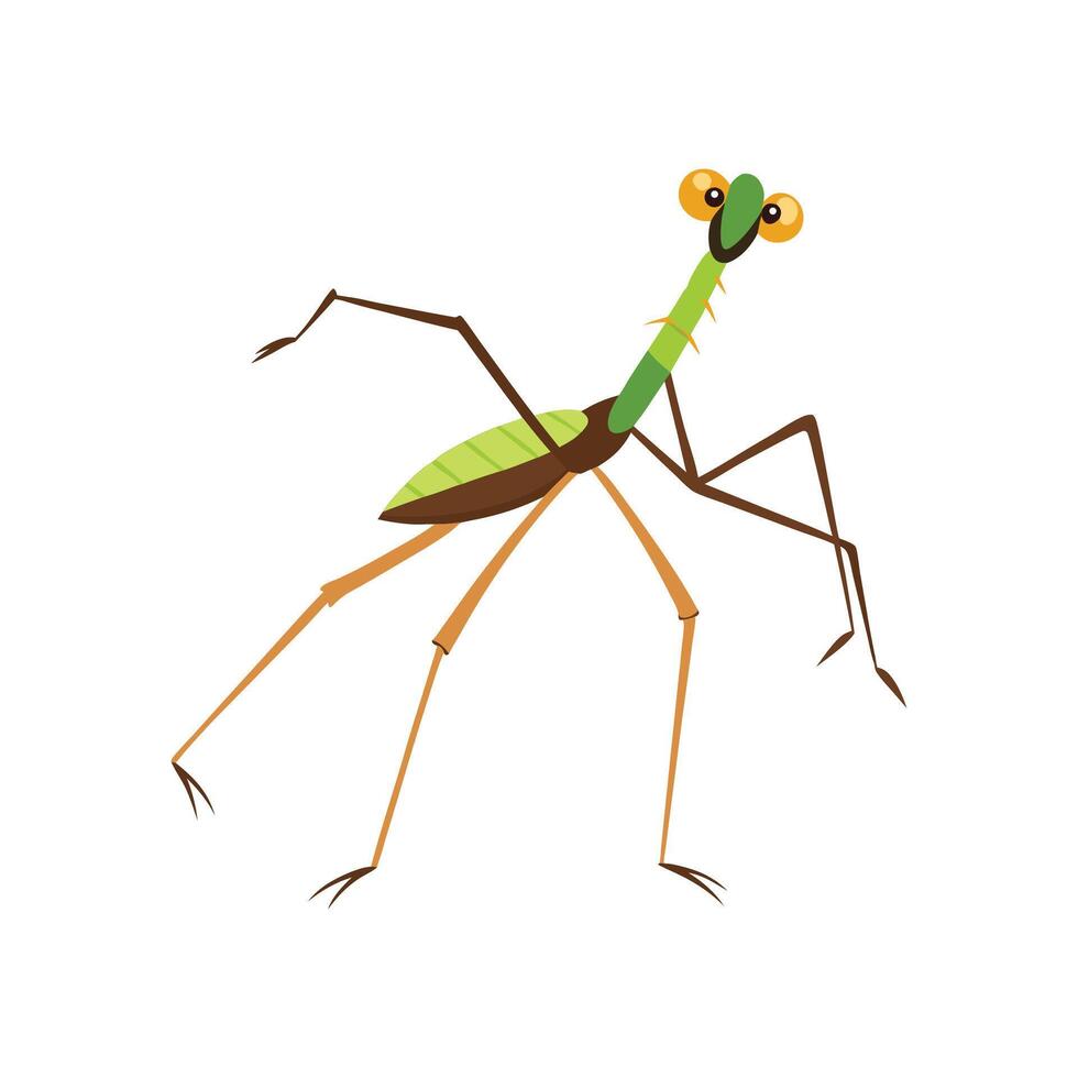 Stylized Walking Stick Insect for Educational Use vector