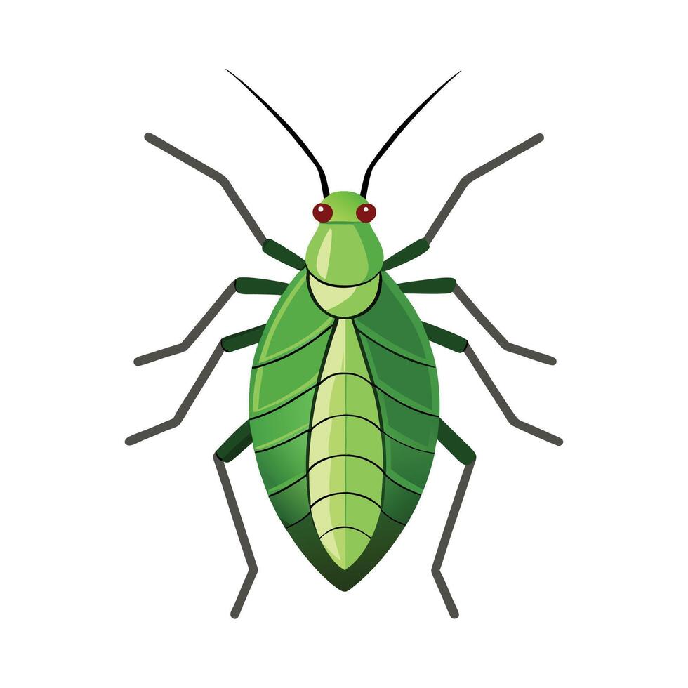 Aphid Species Illustrated for Science Lessons vector