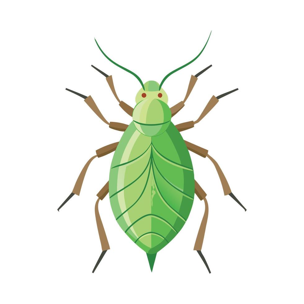 Interesting Aphid Species Educational Illustration vector