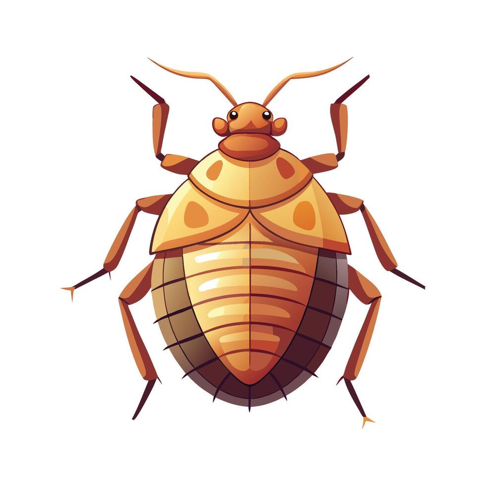 Detailed Bedbug Illustration for Educational Resources vector