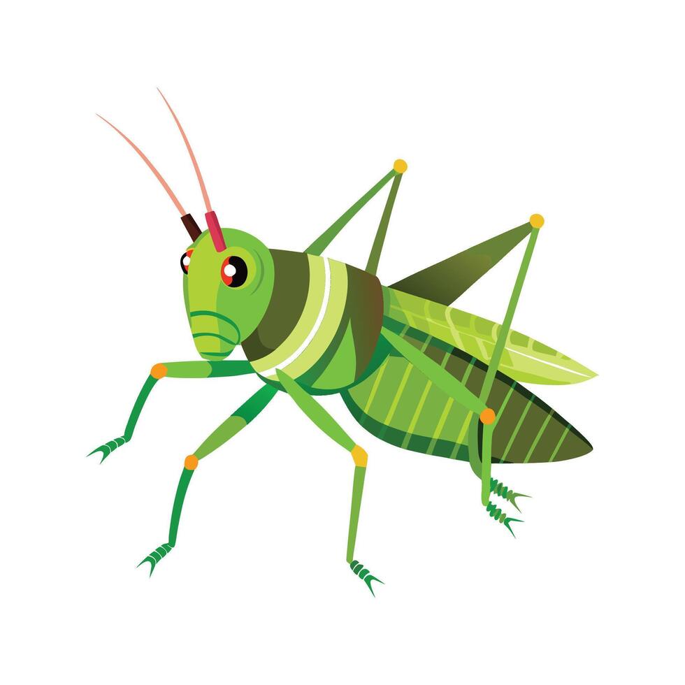 Stylized Grasshopper for Educational Use vector