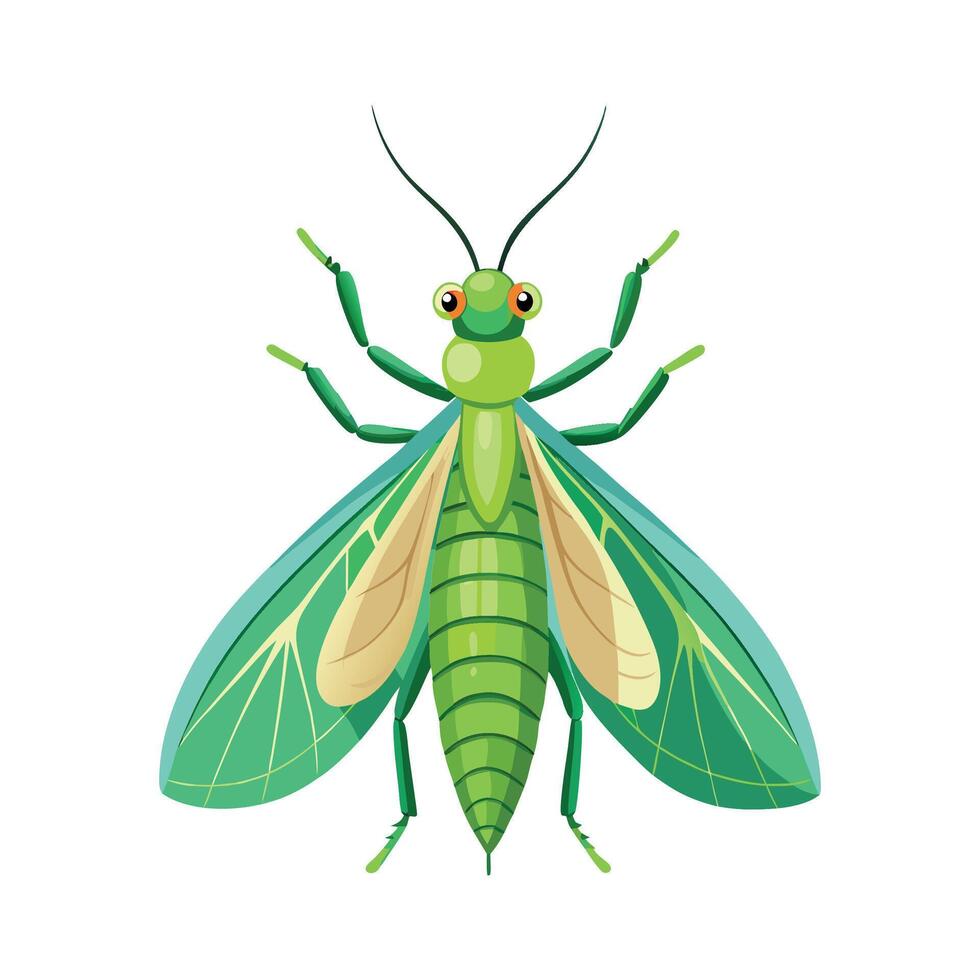 Illustration of a Green Lacewing vector