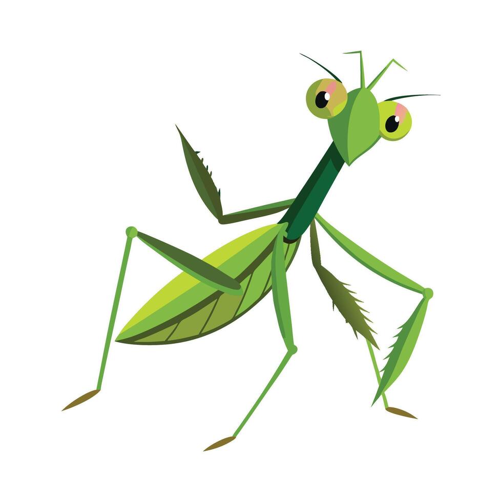 Stylized Mantis for Educational Use vector