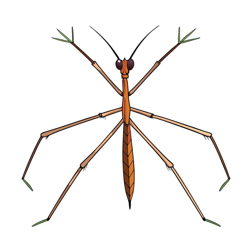 Charming Stick Insect on a Leaf vector