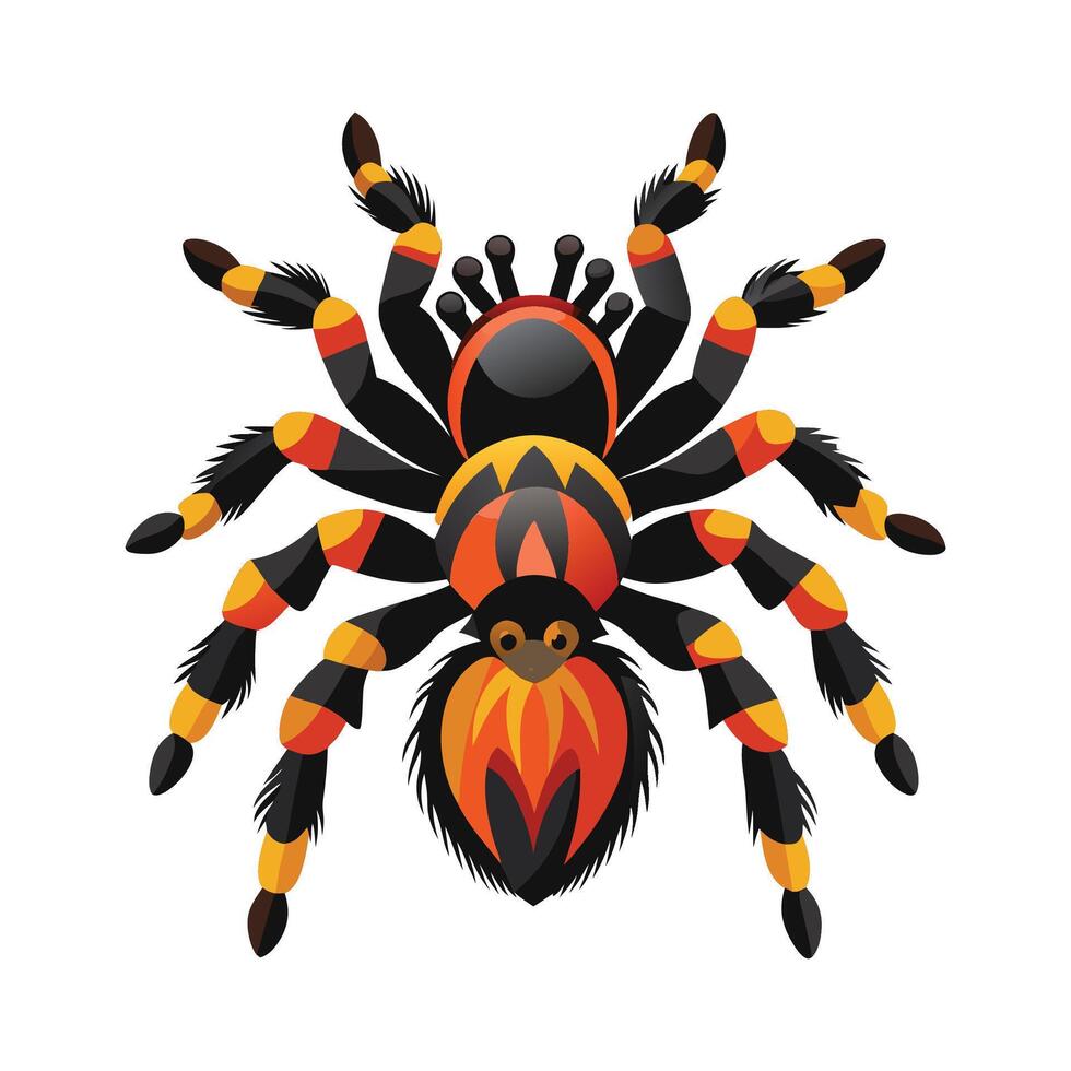 Cute Tarantula on a White Background vector