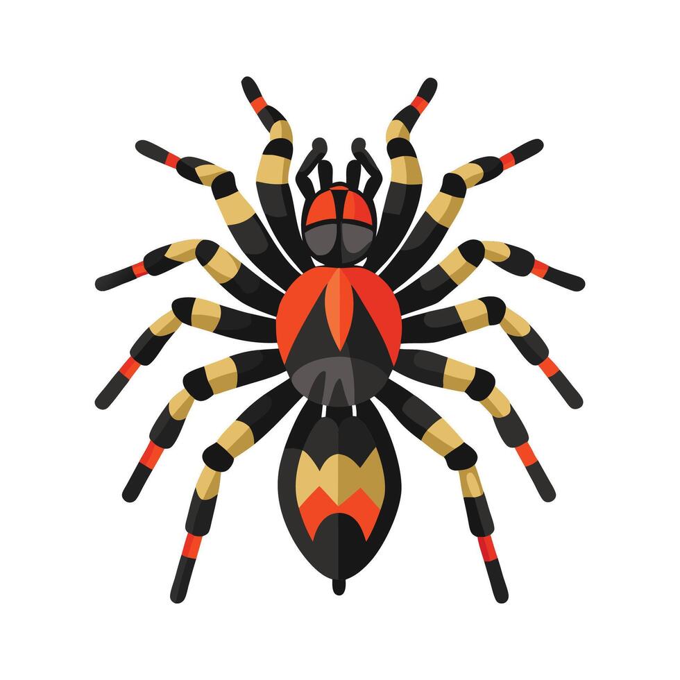 Stylized Tarantula for Educational Use vector